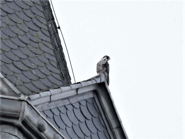 Slechtvalk op de toren van DePetrus in Vught.